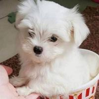 Maltese toy