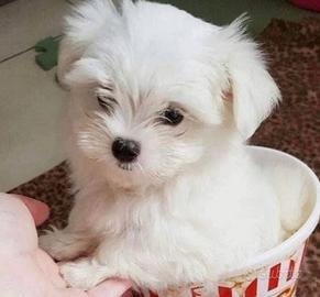 Maltese toy