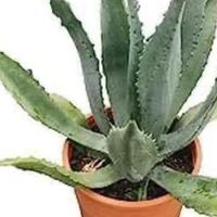 Pianta AGAVE AMERICANA VERDE