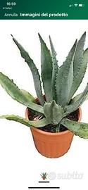 Pianta AGAVE AMERICANA VERDE