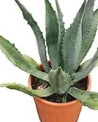 Pianta AGAVE AMERICANA VERDE
