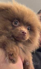 Spitz di Pomerania pelo Rosso