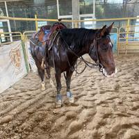 Cavallo quarter team penning