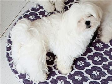 Maltesino toy per accoppiamento/monta