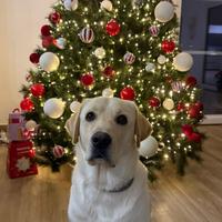 Disponibile per monta