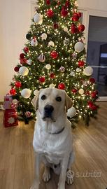 Disponibile per monta