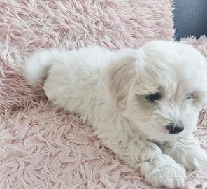 Maltese toy