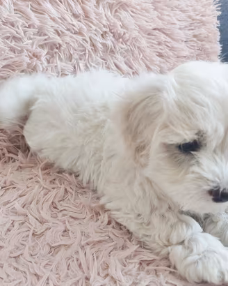 Maltese toy