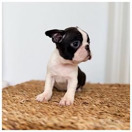 Cuccioli Boston Terrier da Allevamento ENCI