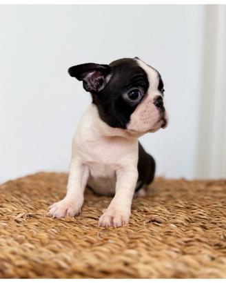 Cuccioli Boston Terrier da Allevamento ENCI