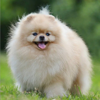 Pomerania per monta