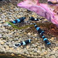 Caridine Panda Shadow selezionate con cura