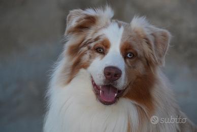 Pastore australiano per monta