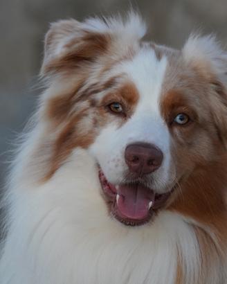 Pastore australiano per monta