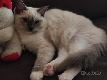 Cucciola Ragdoll disponibile subito