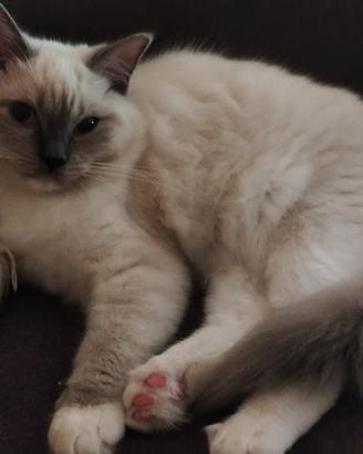 Cucciola Ragdoll disponibile subito