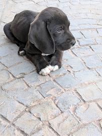 Cuccioli di beagle/springer