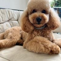 Barboncino disponibili per monta