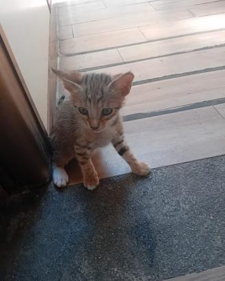 Gattini 