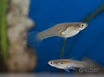 Pesci platy guppy caridine