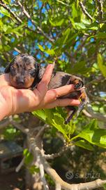 Bassotto Arlecchino silver