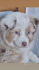 Australian shepherd cucciola pedigree