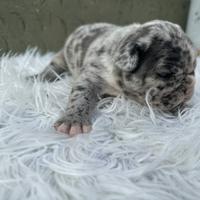 Bulldog francesi cuccioli
