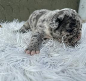 Bulldog francesi cuccioli