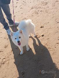 Regalasi volpino italiano