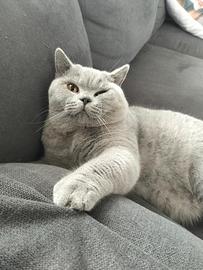 Accoppiamento British