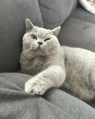 Accoppiamento British