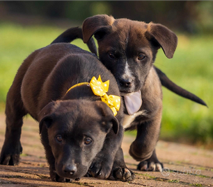 Cucciolo maschio due mesi