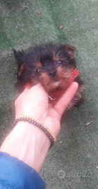 Yorkshire cuccioli taglia piccolissima
