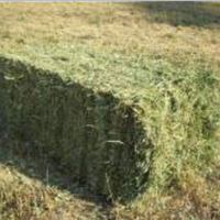 Fieno per coniglietti nani