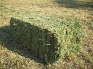 Fieno per coniglietti nani