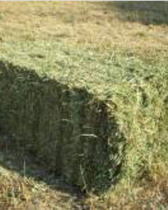 Fieno per coniglietti nani