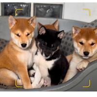 Shiba Inu 600