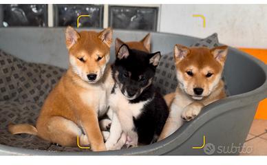 Shiba Inu 600