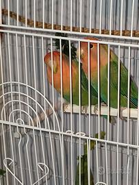 Coppia agaphornis Roseicollis