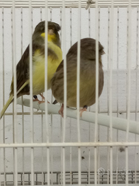 Coppia di canarini gloster