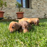 Cuccioli Bassotto Nano