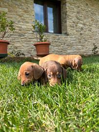 Cuccioli Bassotto Nano