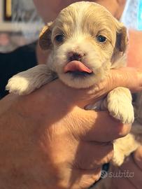 Cucciole maltipoo