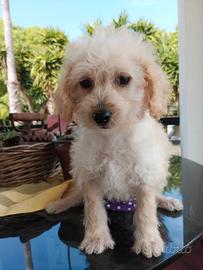 Barboncina cucciola albicocca