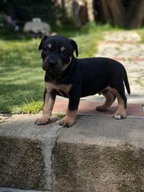 american pitbull