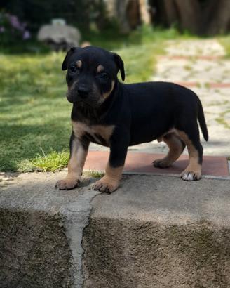 american pitbull