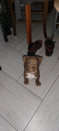 Cuccioli di Pitbull ukc