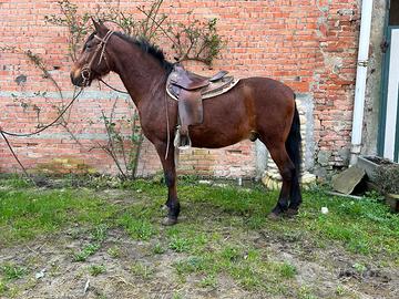 Cavallo da passeggiata