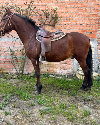 Cavallo da passeggiata