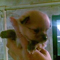 Spitz Tedesco Piccolo